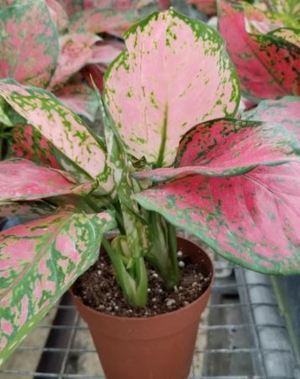 Red Valentine Aglaonema